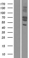 MFAP3L Human Over-expression Lysates NM_021647