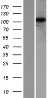 ls009851 kiaa0753 human over expression lysates nm 014804 wb testing 1