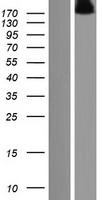RUSC2 Human Over-expression Lysates NM_014806