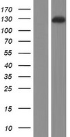 ls009855 farp2 human over expression lysates nm 014808 wb testing 1