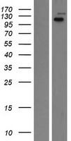 ls009860 lrig2 human over expression lysates nm 014813 wb testing 1
