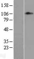 ls009862 trap100 med24 human over expression lysates nm 014815 wb testing 1