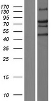 ls009866 trim66 human over expression lysates nm 014818 wb testing 1