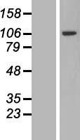 PJA2 Human Over-expression Lysates NM_014819