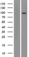 KIAA0317 (AREL1) Human Over-expression Lysates NM_001039479