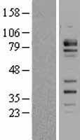 FCHSD2 Human Over-expression Lysates NM_014824