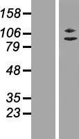 ZC3H11A Human Over-expression Lysates NM_014827