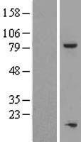 TOX4 Human Over-expression Lysates NM_014828