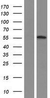 OSBPL2 Human Over-expression Lysates NM_014835