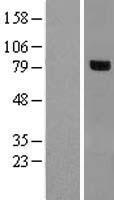 RHOBTB1 Human Over-expression Lysates NM_001032380