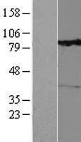 RHOBTB1 Human Over-expression Lysates NM_014836