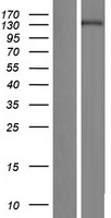 ls009887 smg7 human over expression lysates nm 001174061 wb testing 1