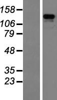 ls009889 zbed4 human over expression lysates nm 014838 wb testing 1
