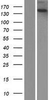 ls009895 tecpr2 human over expression lysates nm 001172631 wb testing 1