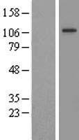 FIG4 Human Over-expression Lysates NM_014845