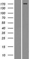 ls009902 mrc2 human over expression lysates nm 006039 wb testing 1