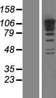 ls009904 rbm19 human over expression lysates nm 001146698 wb testing 3