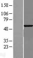 ls009908 g3bp2 human over expression lysates nm 203504 wb testing 2