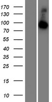 RABGAP1L Human Over-expression Lysates NM_014857