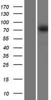TMCC2 Human Over-expression Lysates NM_014858