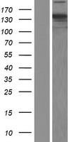 CNAP1 (NCAPD2) Human Over-expression Lysates NM_014865