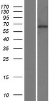 KBTBD11 Human Over-expression Lysates NM_014867