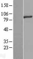 RNF10 Human Over-expression Lysates NM_014868