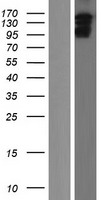ls009922 iqsec1 human over expression lysates nm 001134382 wb testing 1