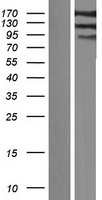 ls009922 iqsec1 human over expression lysates nm 014869 wb testing 2