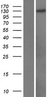 ls009924 pan2 human over expression lysates nm 001127460 wb testing 1