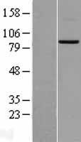 Mitofusin 2 (MFN2) Human Over-expression Lysates NM_001127660
