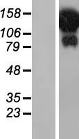 ls009931 helz human over expression lysates nm 014877 wb testing 1