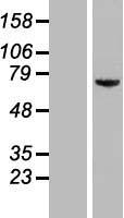 KIAA0020 (PUM3) Human Over-expression Lysates NM_014878