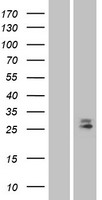 ls009936 dcl 1 cd302 human over expression lysates nm 014880 wb testing 2