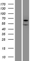 XYLB Human Over-expression Lysates NM_005108