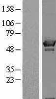 OXSR1 Human Over-expression Lysates NM_005109