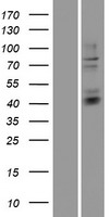 ls009953 hs3st3b1 human over expression lysates nm 006041 wb testing 1