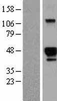 ls009956 hs3st2 human over expression lysates nm 006043 wb testing 1