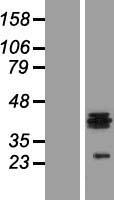 HS3ST1 Human Over-expression Lysates NM_005114