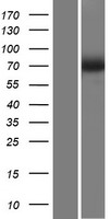 SLC23A2 Human Over-expression Lysates NM_005116