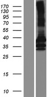 ls009970 constitutive androstane receptor nr1i3 human over expression lysates nm 001077472 wb testing 7