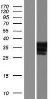 ls009970 constitutive androstane receptor nr1i3 human over expression lysates nm 001077473 wb testing 10