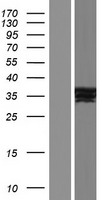 ls009970 constitutive androstane receptor nr1i3 human over expression lysates nm 001077477 wb testing 12