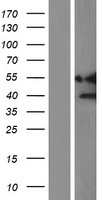ls009970 constitutive androstane receptor nr1i3 human over expression lysates nm 001077478 wb testing 6