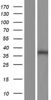 ls009970 constitutive androstane receptor nr1i3 human over expression lysates nm 001077479 wb testing 8