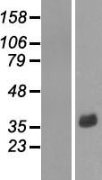 ls009970 constitutive androstane receptor nr1i3 human over expression lysates nm 001077481 wb testing 3