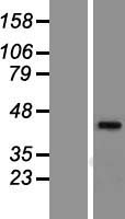 ls009970 constitutive androstane receptor nr1i3 human over expression lysates nm 001077482 wb testing 1