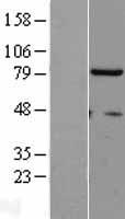 Nuclear Matrix Protein p84 (THOC1) Human Over-expression Lysates NM_005131