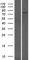 ls009988 dmtf1 human over expression lysates nm 021145 wb testing 1