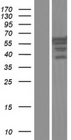 ls009991 rod1 ptbp3 human over expression lysates nm 001163788 wb testing 1